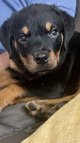 Dog breeder Elite Rottweiler Kennels Visalia