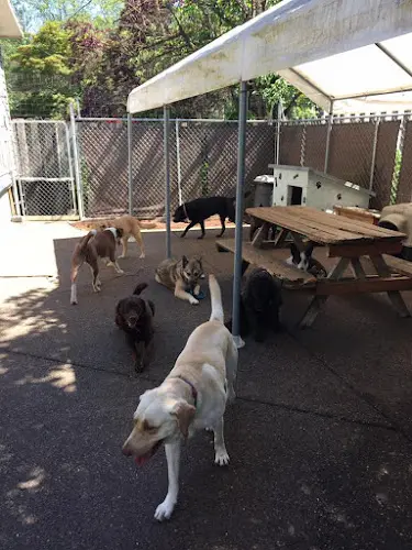 Dog day care center 4 Paws Dog Day Care Beaverton