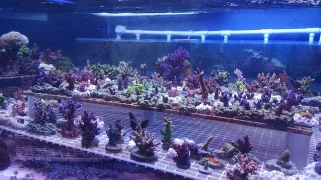 Rescue & Shelter LightHouse Aquatics Indio