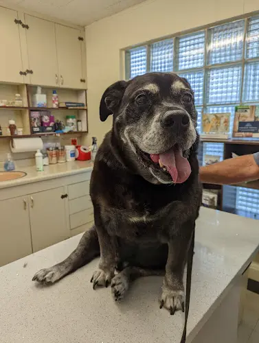 Pet vet Moreno Valley Animal Hospital Moreno Valley