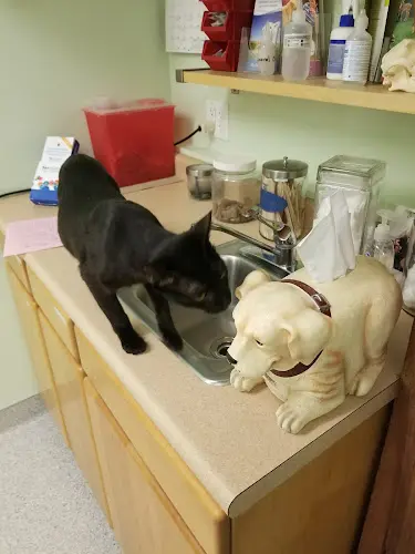 Pet vet Sawyer Lake Veterinary Hospital Kent