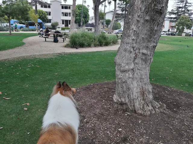 Dog Park Christine Emerson Reed Park Santa Monica
