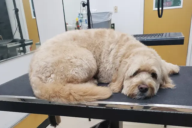 Dog Grooming Groom Dog Spaw San Francisco