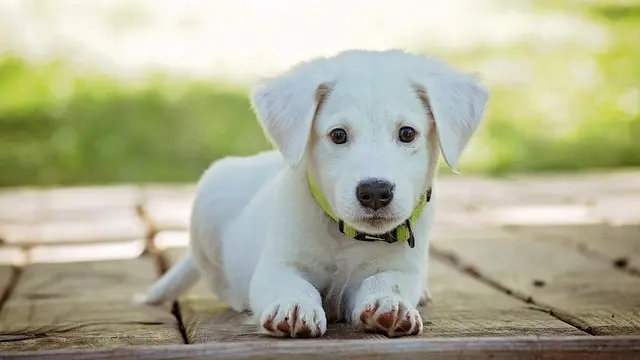 Pet vet Dogwood Pet Hospital Gresham