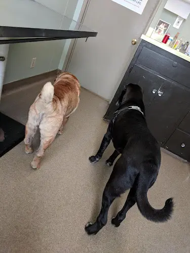 Pet vet M J Brandt Santa Monica