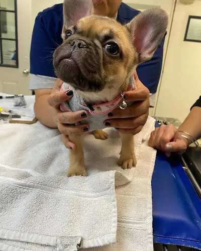 Pet vet Ohana Veterinary Clinic Carson
