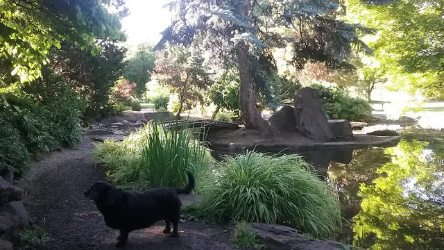 Dog Park Sherman Park Dog Park Yakima