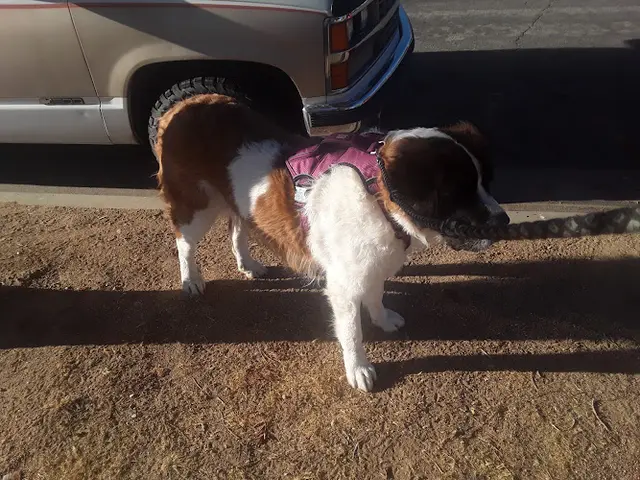 Dog day care center PetSmart Palmdale