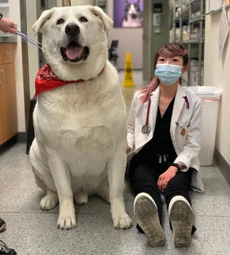 Rescue & Shelter VCA Orchard Plaza Animal Hospital San Jose