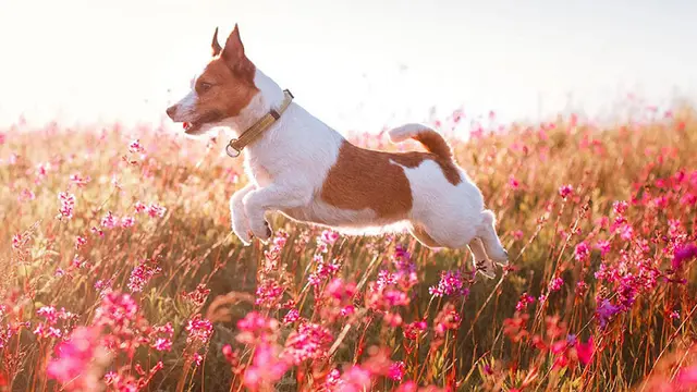 Pet vet Anaheim Hills Pet Clinic Fullerton