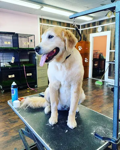 Dog Grooming Ladies Pet Grooming Pomona