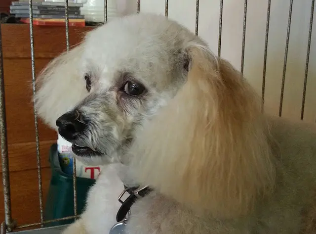 Dog Grooming Deana's doggie care and grooming Fairfield