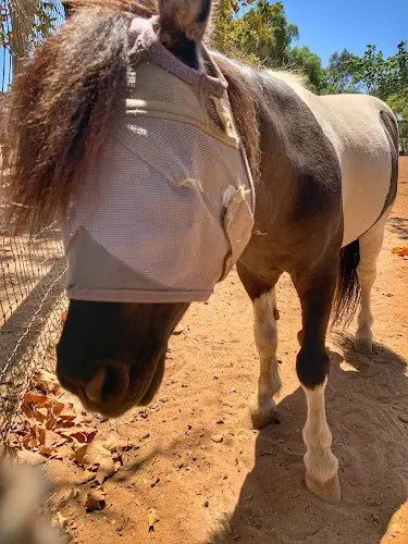 Pet vet San Luis Rey Equine Hospital Vista