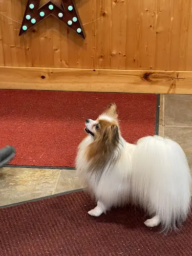 Dog day care center Win-Star Bed & Biscuit Tacoma