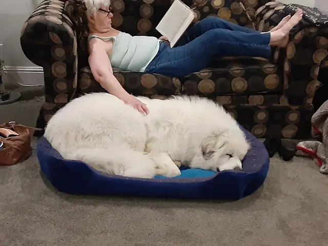 Rescue & Shelter Sierra Pacific Great Pyrenees Rescue Roseville