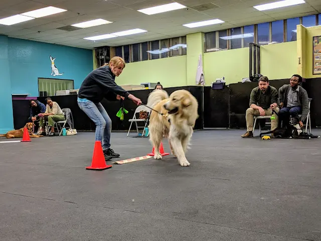 Dog day care center Happy-Go-Lucky Dog Training Portland
