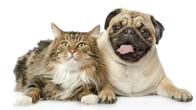 Dog breeder Erickson Veterinary Hospital Chico