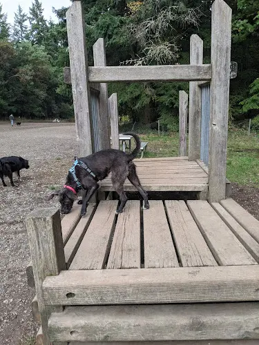 Dog Park Shoreview Park Off Leash Area Dog Park Renton