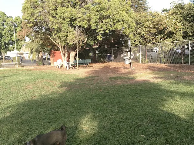 Dog walker Exeter Bark Park Visalia
