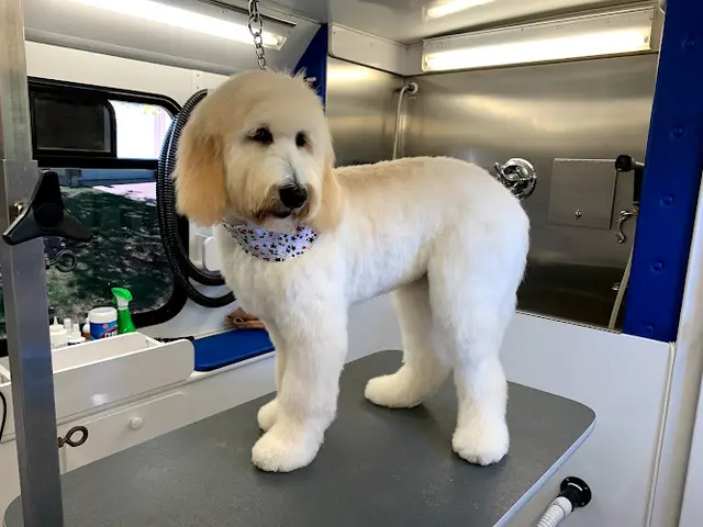 Pet boarding service Barkingham Palace Thousand Oaks