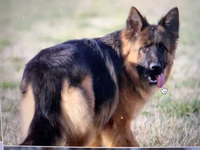 Dog day care center Caudle's K-9 Castle Vacaville