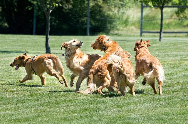 Rescue & Shelter Homeward Bound Golden Retriever Rescue & Sanctuary Roseville