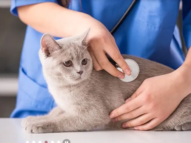 Pet vet Rolling Hills Pet Hospital Chula Vista
