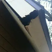 Rescue & Shelter Squirrel Removal Pro Portland Portland
