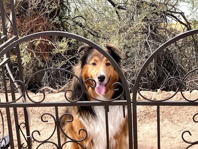 Dog breeder Companion Animal Health & Rehabilitation Center Escondido