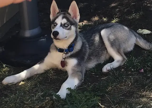 Pet boarding service Fureverpawprints Petsitting San Francisco