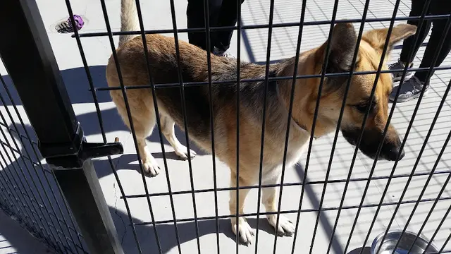 Dog breeder The SPCA for Monterey County Bakersfield