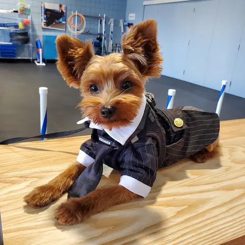 Pet boarding service Lovely Dog Beauty Salon Torrance
