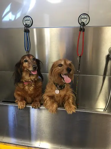 Rescue & Shelter My Pookie's Spaw | Mobile Grooming Orange