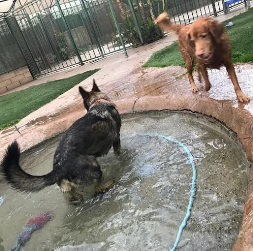 Dog day care center Heavenly Pet Resort San Bernardino