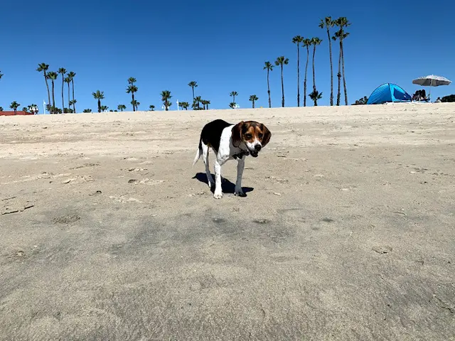 Dog day care center Rosie's Dog Beach Long Beach
