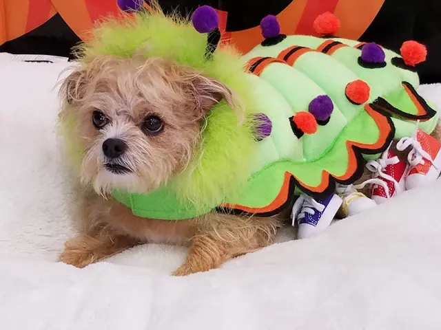 Dog breeder Petco Chico