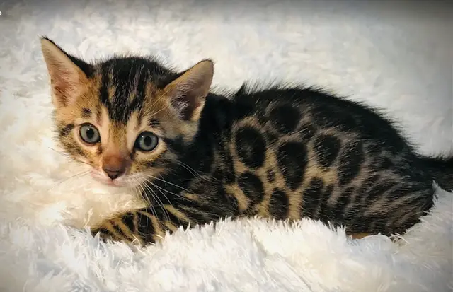 Dog breeder Exotic Bengals of San Diego Oceanside