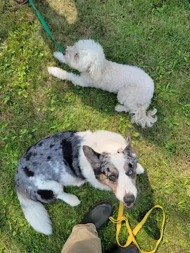 Dog day care center Bundocks Kennels Santa Rosa