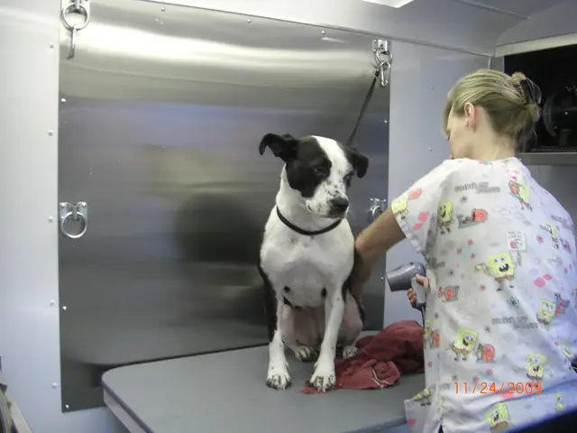 Dog Grooming Barking Beauties Mobile Dog Grooming Mission Viejo