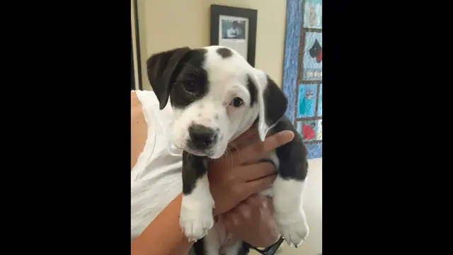 Pet vet Tustana Animal Hospital Orange