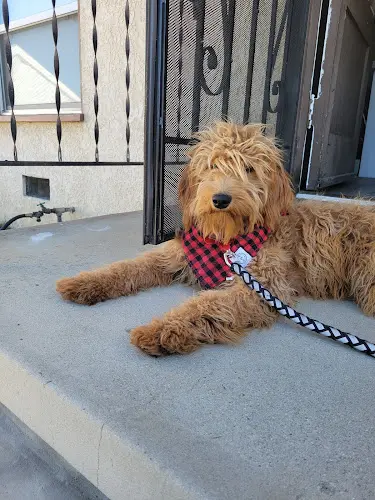 Dog breeder Tropico Kennels Goldendoodles & Bernedoodles Victorville