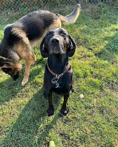 Pet boarding service Ellensburg Pet Lodge Yakima