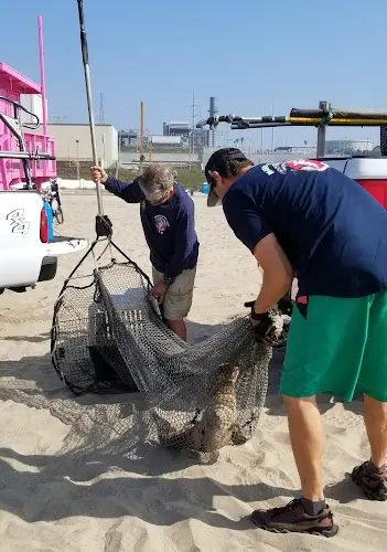 Rescue & Shelter Marine Animal Rescue Torrance