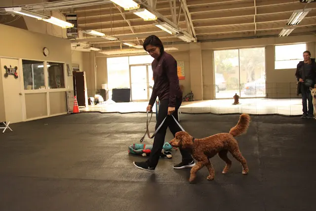 Dog trainer Love of Dogs Training Daly City