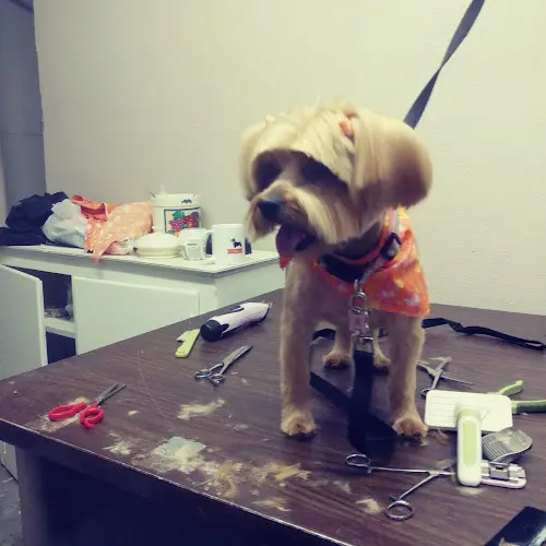 Dog Grooming Lily's dog grooming Visalia
