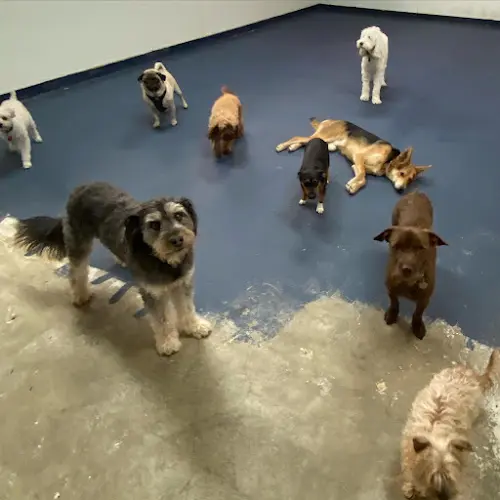 Dog day care center We Dog Care San Jose