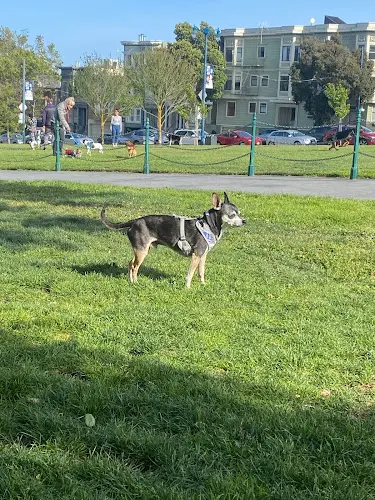 Dog Park Duboce Park San Francisco