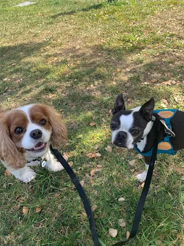 Dog trainer Leader of the Pack Oakland