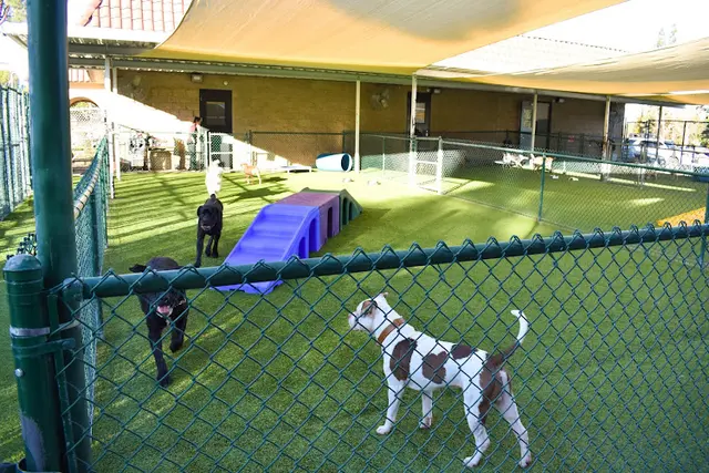 Dog day care center Chino Hills Animal Hospital & Pet Resort San Bernardino