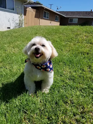 Dog Grooming Lush Spaw San Jose